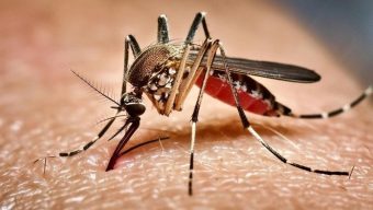 সিলেটে গত ২৪ ঘণ্টায় ৪ জনের ডেঙ্গু শনাক্ত